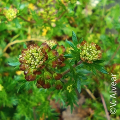 Lepidium bipinnatifidum