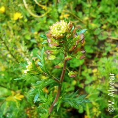 Lepidium bipinnatifidum