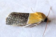 Ponometia clausula