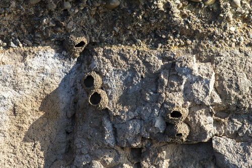 iNaturalist observation photo of Cliff Swallow