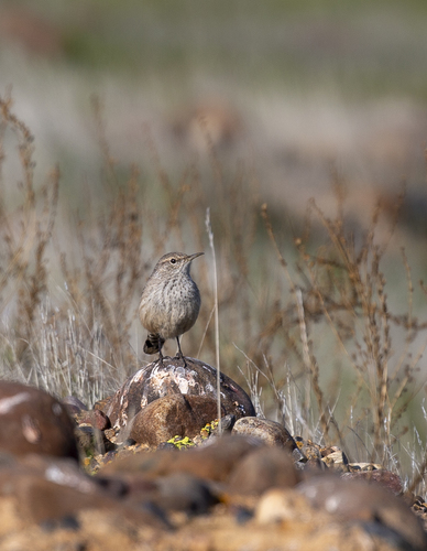 iNaturalist observation photo of Rock Wren