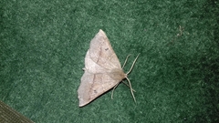 Crocallis dardoinaria