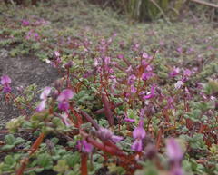 Indigofera sp19b