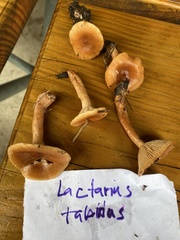 Lactarius tabidus