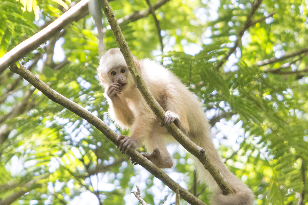 Trinidad White-fronted Capuchin