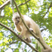 Trinidad White-fronted Capuchin - Photo (c) drjayf, some rights reserved (CC BY-NC-ND), uploaded by drjayf