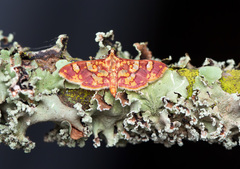 Lepidoptera