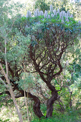 Echium acanthocarpum