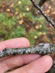 Phaeocalicium populneum