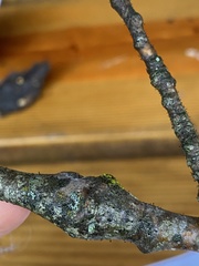 Phaeocalicium populneum