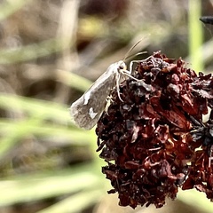 Cisthene liberomacula