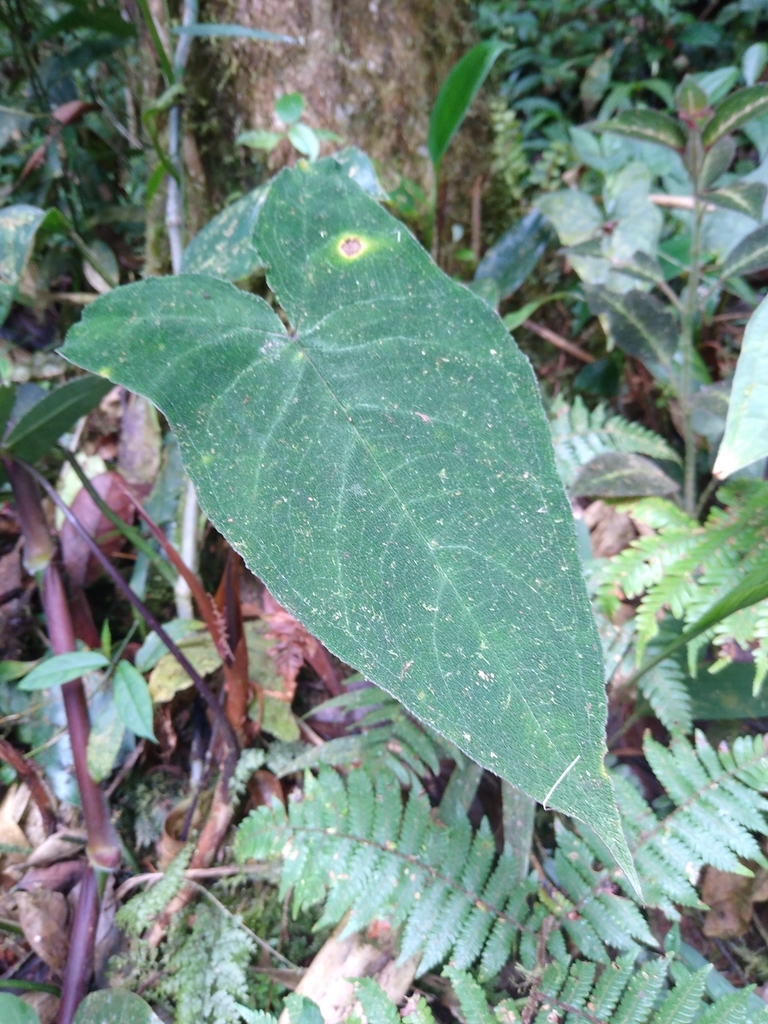 Chlorospatha bullata