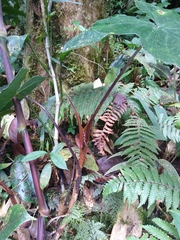 Xanthosoma violaceum