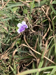 Viola banksii
