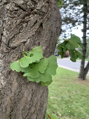 Ginkgo biloba