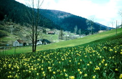 Narcissus pseudonarcissus pseudonarcissus