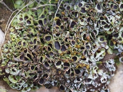 Solorina saccata