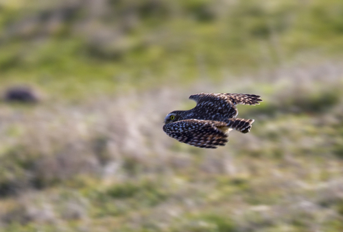 iNaturalist observation photo of Burrowing Owl