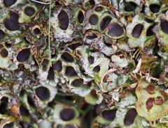 Solorina saccata