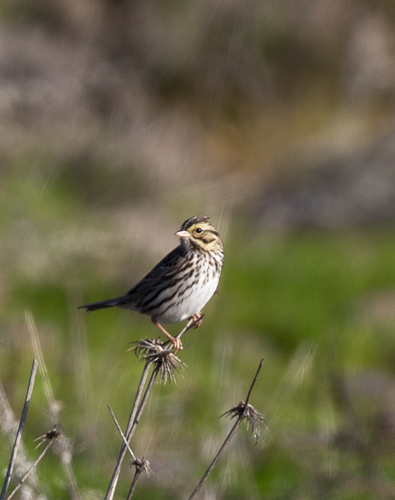 iNaturalist observation photo of Savannah Sparrow