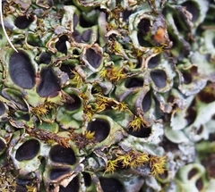 Solorina saccata