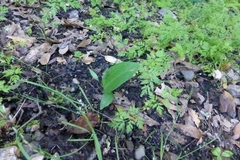 Liliales