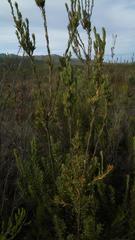 Leucadendron loeriense