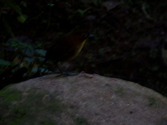 Grallaria flavotincta