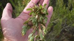 Leucadendron loeriense
