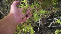 Leucadendron loeriense