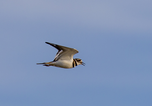 iNaturalist observation photo of Killdeer