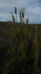 Leucadendron loeriense
