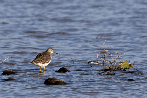 iNaturalist observation photo of Greater Yellowlegs