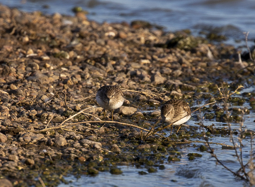 iNaturalist observation photo of Least Sandpiper