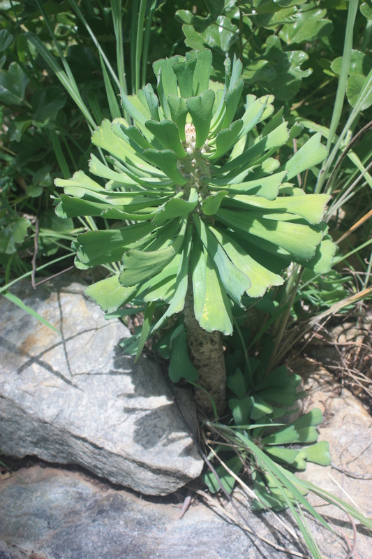 Euphorbia unispina
