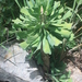 Euphorbia unispina - Photo (c) Marco Schmidt, alguns direitos reservados (CC BY-NC-SA), uploaded by Marco Schmidt