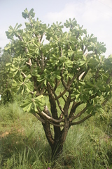 Euphorbia unispina image