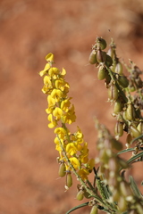 Crotalaria novae-hollandiae