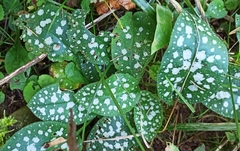 Pulmonaria saccharata