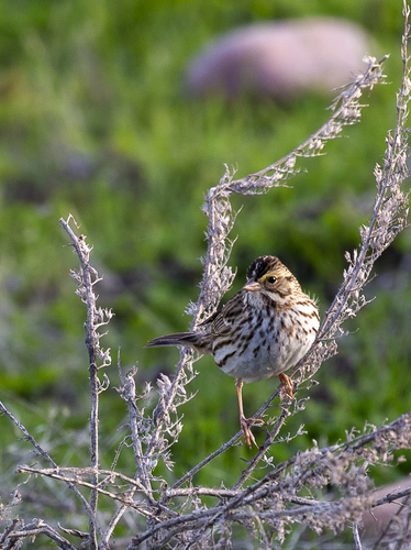 iNaturalist observation photo of Savannah Sparrow