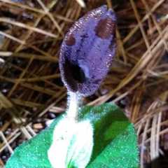 Aristolochia bracteosa