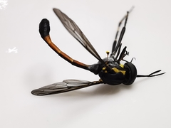 Systropus arizonicus