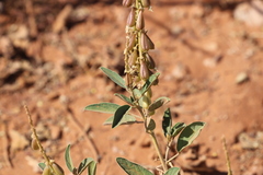 Crotalaria novae-hollandiae