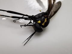 Systropus arizonicus