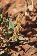Crotalaria novae-hollandiae