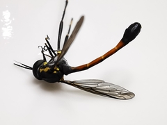 Systropus arizonicus