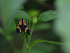Dycladia correbioides