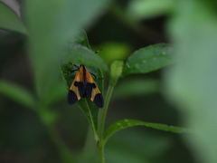 Dycladia correbioides