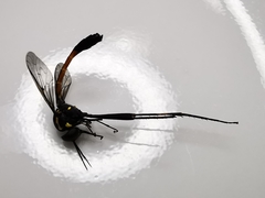 Systropus arizonicus