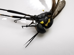 Systropus arizonicus